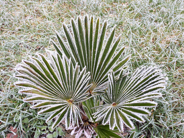 10 WAGNER WINDMILL PALM Dwarf Chusa Trachycarpus Fortunei Wagnerianus Tree Houseplant Seeds
